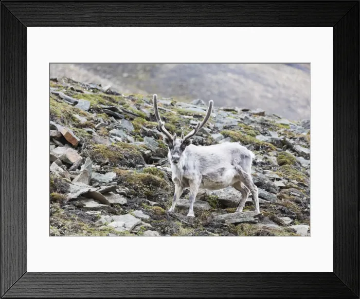 Framed Print : Reindeer (Rangifer tarandus), Spitsbergen, Svalbard, Arctic, Norway, Europe Framed Print : Reindeer (Rangifer tarandus), Spitsbergen, Svalbard, Arctic, Norway, Europe