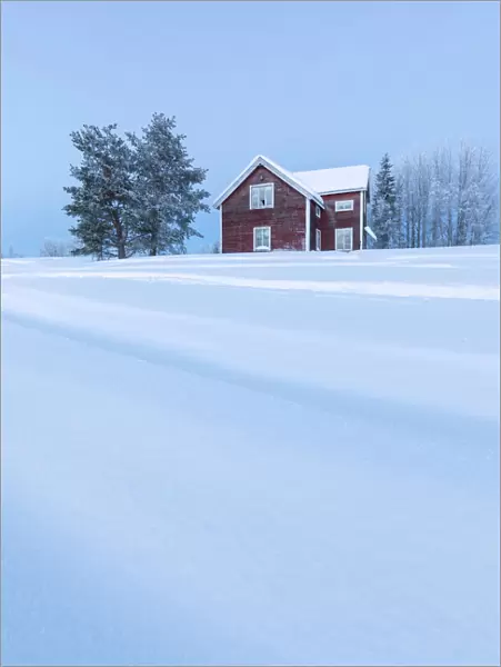 Wood house at dusk in the boreal forest (Taiga) covered with snow, Kiruna, Norrbotten County