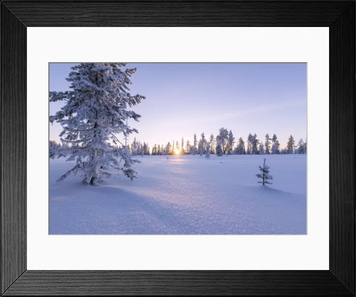 Framed Print : Pink sky at sunset on the boreal forest (Taiga), Kiruna, Norrbotten County, Lapland Framed Print : Pink sky at sunset on the boreal forest (Taiga), Kiruna, Norrbotten County, Lapland
