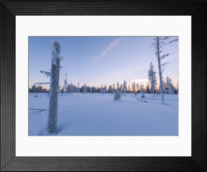 Framed Print : Sunset on trees covered with ice in the boreal forest (Taiga), Kiruna, Norrbotten County Framed Print : Sunset on trees covered with ice in the boreal forest (Taiga), Kiruna, Norrbotten County