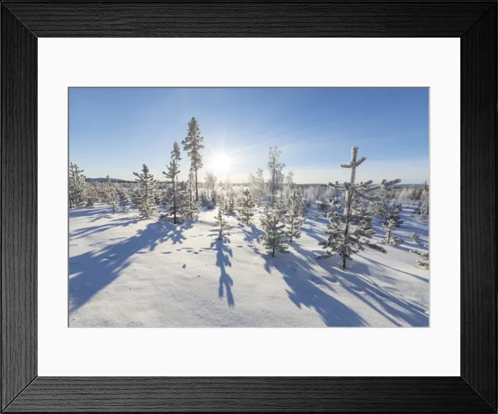 Framed Print : Sunburst on frozen trees covered with snow, Kiruna, Norrbotten County, Lapland, Sweden Framed Print : Sunburst on frozen trees covered with snow, Kiruna, Norrbotten County, Lapland, Sweden