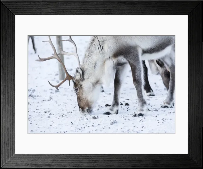 Framed Print : Close up of a reindeer, Abisko, Kiruna Municipality, Norrbotten County, Lapland, Sweden Framed Print : Close up of a reindeer, Abisko, Kiruna Municipality, Norrbotten County, Lapland, Sweden