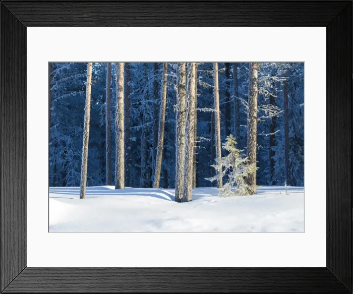Framed Print : Tree trunks covered with ice in the snowy forest, Kiruna, Norrbotten County, Lapland Framed Print : Tree trunks covered with ice in the snowy forest, Kiruna, Norrbotten County, Lapland