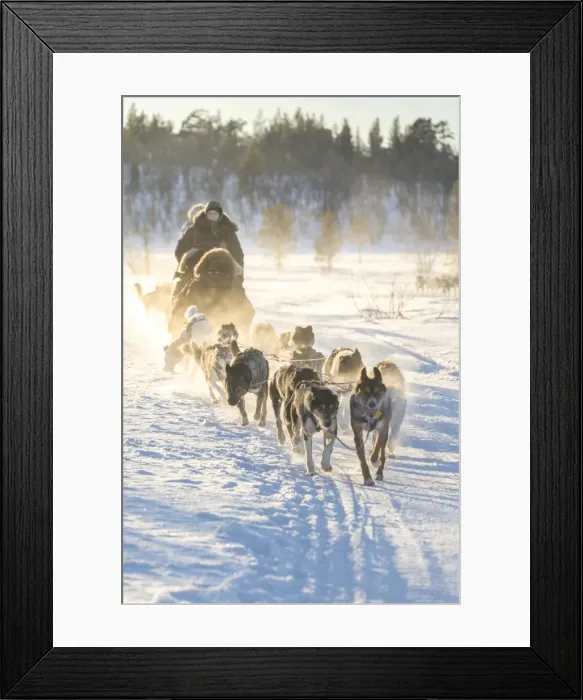 Framed Print : Dog sledding in the snowy landscape of Kiruna, Norrbotten County, Lapland, Sweden Framed Print : Dog sledding in the snowy landscape of Kiruna, Norrbotten County, Lapland, Sweden