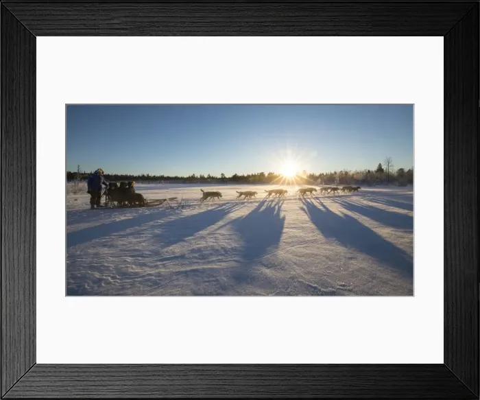 Framed Print : Dog sledding in the snowy landscape of Kiruna, Norrbotten County, Lapland, Sweden Framed Print : Dog sledding in the snowy landscape of Kiruna, Norrbotten County, Lapland, Sweden
