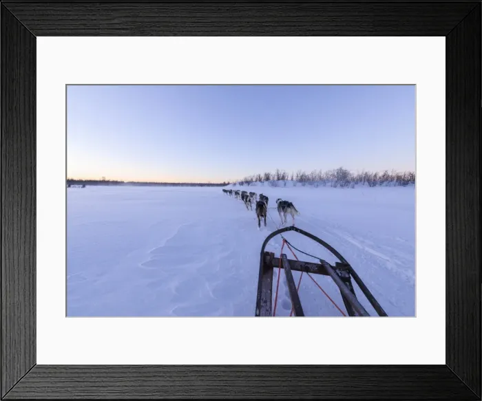 Framed Print : Dogs pulling the sled, Kiruna, Norrbotten County, Lapland, Sweden, Scandinavia, Europe