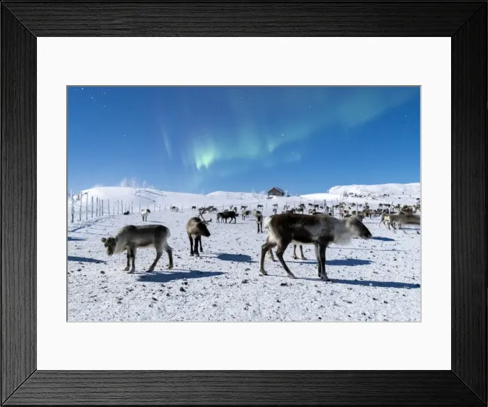 Framed Print : Flock of reindeer under Northern Lights (Aurora Borealis), Abisko, Kiruna Municipality Framed Print : Flock of reindeer under Northern Lights (Aurora Borealis), Abisko, Kiruna Municipality