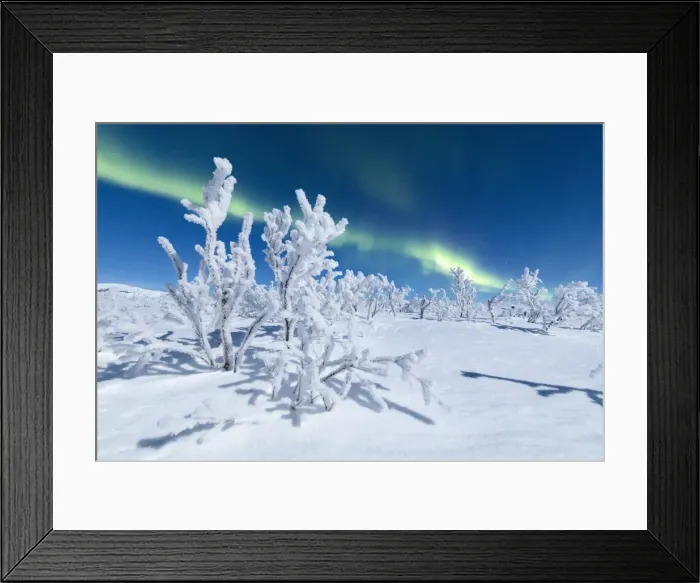 Framed Print : Frozen trees covered with snow under the Northern Lights (Aurora Borealis), Abisko Framed Print : Frozen trees covered with snow under the Northern Lights (Aurora Borealis), Abisko