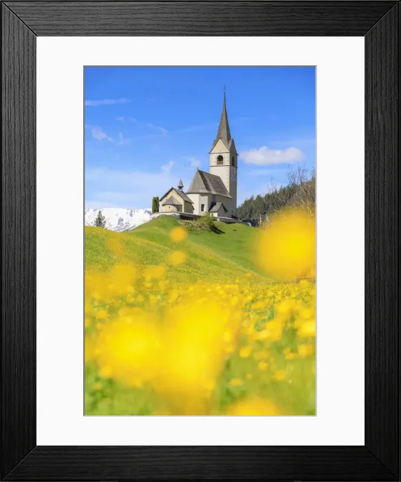 Framed Print : Blooming of yellow flowers around the alpine church of Schmitten, District of Albula Framed Print : Blooming of yellow flowers around the alpine church of Schmitten, District of Albula