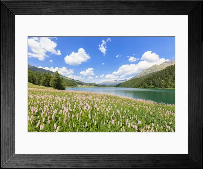 Framed Print : Spring bloom of Persicaria bistorta at Lej da Champfer, St. Moritz, Upper Engadine Framed Print : Spring bloom of Persicaria bistorta at Lej da Champfer, St. Moritz, Upper Engadine