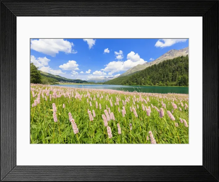 Framed Print : Spring bloom of Persicaria bistorta at Lej da Champfer, St. Moritz, Upper Engadine Framed Print : Spring bloom of Persicaria bistorta at Lej da Champfer, St. Moritz, Upper Engadine