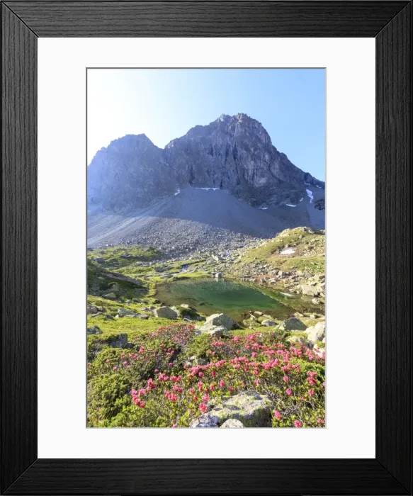 Framed Print : Rhododendrons during the spring bloom at Julier Pass, St. Moritz, Engadine, Canton of Graubunden Framed Print : Rhododendrons during the spring bloom at Julier Pass, St. Moritz, Engadine, Canton of Graubunden