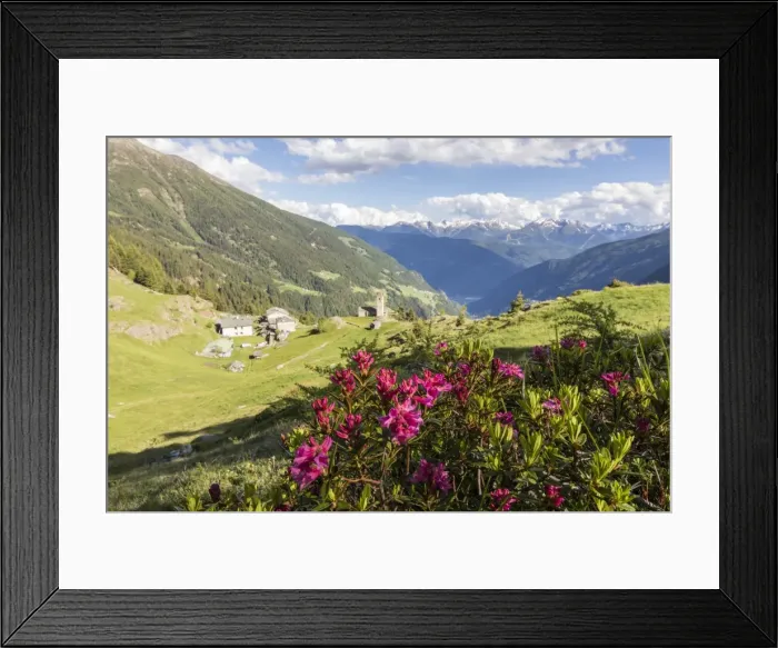 Framed Print : Rhododendrons and alpine village, San Romerio Alp, Brusio, Canton of Graubunden, Poschiavo Valley Framed Print : Rhododendrons and alpine village, San Romerio Alp, Brusio, Canton of Graubunden, Poschiavo Valley