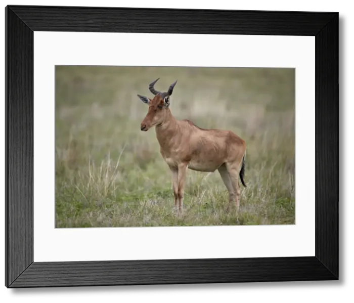 Framed Print : Cokes hartebeest (Alcelaphus buselaphus cokii), Ngorongoro Crater, Tanzania, East Africa Framed Print : Cokes hartebeest (Alcelaphus buselaphus cokii), Ngorongoro Crater, Tanzania, East Africa