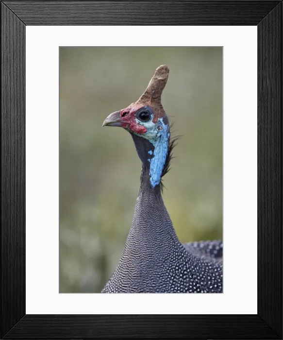 Framed Print : Helmeted Guinea fowl (Numida meleagris), Ngorongoro Crater, Tanzania, East Africa, Africa Framed Print : Helmeted Guinea fowl (Numida meleagris), Ngorongoro Crater, Tanzania, East Africa, Africa