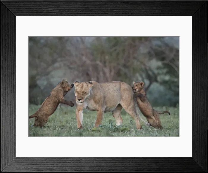 Framed Print : Lion (Panthera leo), two cubs playing with their mother, Ngorongoro Crater, Tanzania Framed Print : Lion (Panthera leo), two cubs playing with their mother, Ngorongoro Crater, Tanzania
