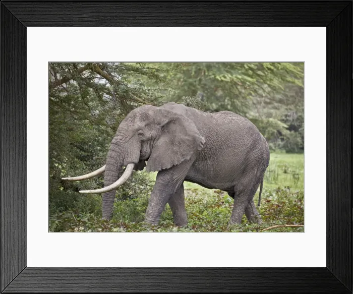 Framed Print : African elephant (Loxodonta africana) bull, Ngorongoro Crater, Tanzania, East Africa Framed Print : African elephant (Loxodonta africana) bull, Ngorongoro Crater, Tanzania, East Africa