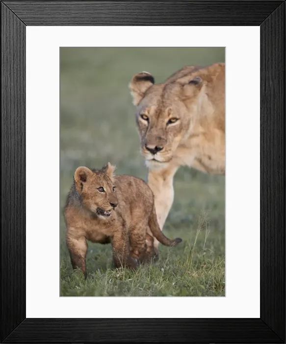 Framed Print : Lion (Panthera leo) cub and its mother, Ngorongoro Crater, Tanzania, East Africa, Africa