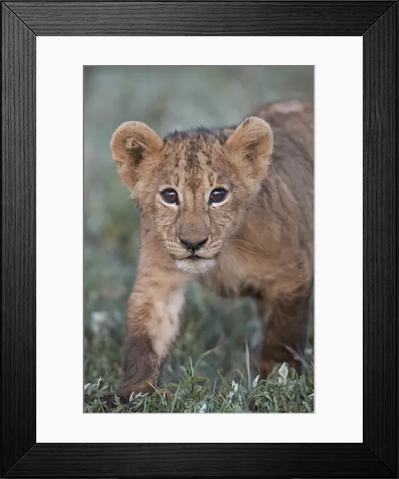 Framed Print : Lion (Panthera leo) cub, Ngorongoro Crater, Tanzania, East Africa, Africa Framed Print : Lion (Panthera leo) cub, Ngorongoro Crater, Tanzania, East Africa, Africa