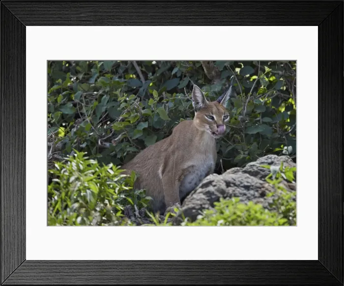 Framed Print : Caracal (Caracal caracal), Ngorongoro Crater, Tanzania, East Africa, Africa Framed Print : Caracal (Caracal caracal), Ngorongoro Crater, Tanzania, East Africa, Africa