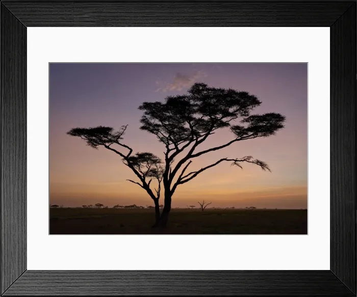 Framed Print : Acacia tree at dawn, Serengeti National Park, Tanzania, East Africa, Africa Framed Print : Acacia tree at dawn, Serengeti National Park, Tanzania, East Africa, Africa