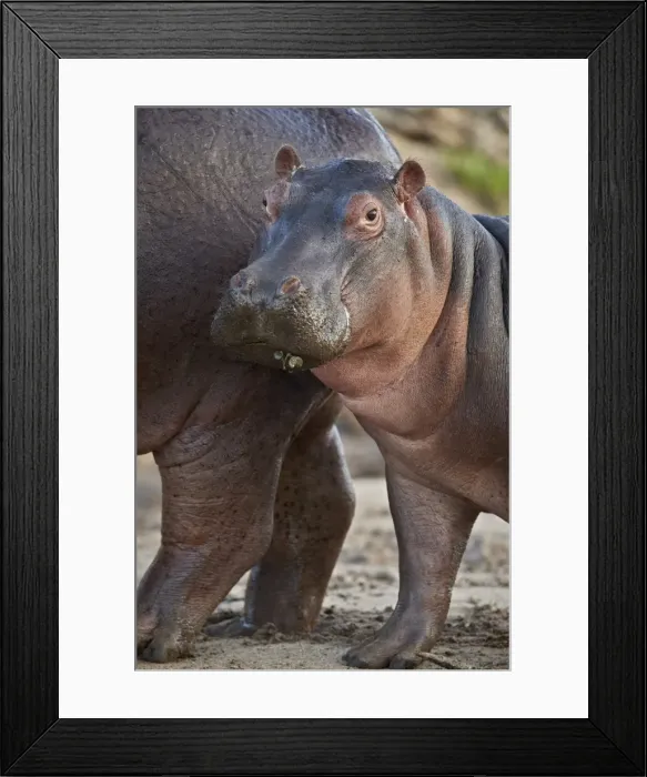 Framed Print : Hippopotamus (Hippopotamus amphibius) calf by its mother, Serengeti National Park Framed Print : Hippopotamus (Hippopotamus amphibius) calf by its mother, Serengeti National Park