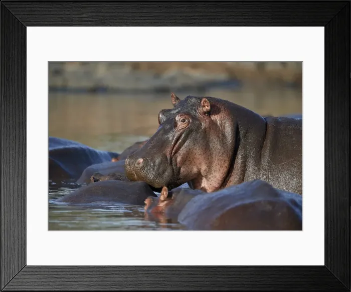 Framed Print : Hippopotamus (Hippopotamus amphibius) in a hippo pool, Serengeti National Park, Tanzania Framed Print : Hippopotamus (Hippopotamus amphibius) in a hippo pool, Serengeti National Park, Tanzania
