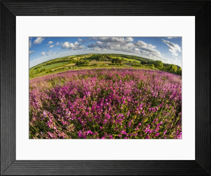 Framed Print : Red campion (Silene dioica) flowering mass, growing on arable farmland in May, evening sunlight Framed Print : Red campion (Silene dioica) flowering mass, growing on arable farmland in May, evening sunlight