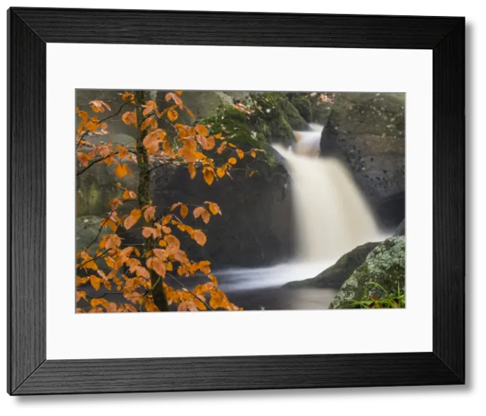 Framed Print : Common beech (Fagus sylvatica) tree and waterfall, Padley Gorge, Peak District, Derbyshire Framed Print : Common beech (Fagus sylvatica) tree and waterfall, Padley Gorge, Peak District, Derbyshire