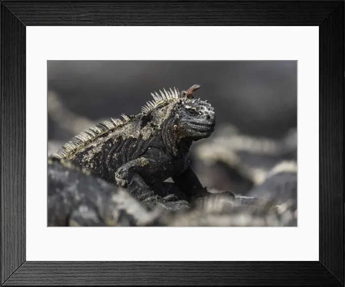 Framed Print : The endemic Galapagos marine iguana (Amblyrhynchus cristatus), with lava lizard, Fernandina Island Framed Print : The endemic Galapagos marine iguana (Amblyrhynchus cristatus), with lava lizard, Fernandina Island