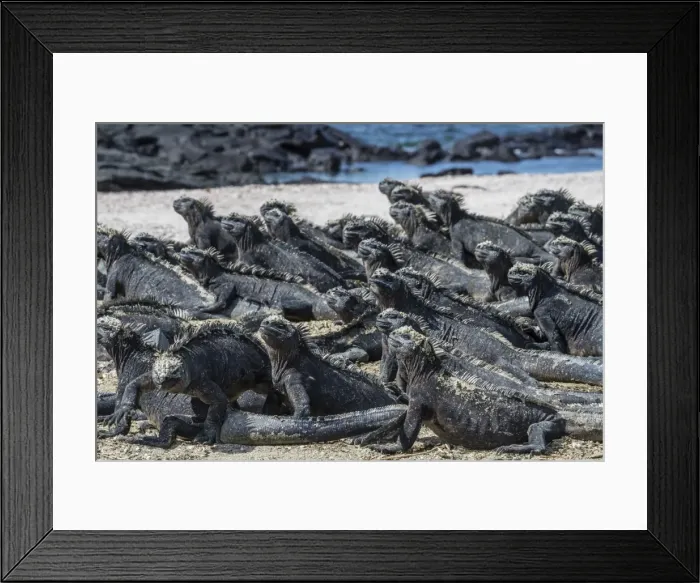 Framed Print : The endemic Galapagos marine iguana (Amblyrhynchus cristatus) basking on Fernandina Island Framed Print : The endemic Galapagos marine iguana (Amblyrhynchus cristatus) basking on Fernandina Island