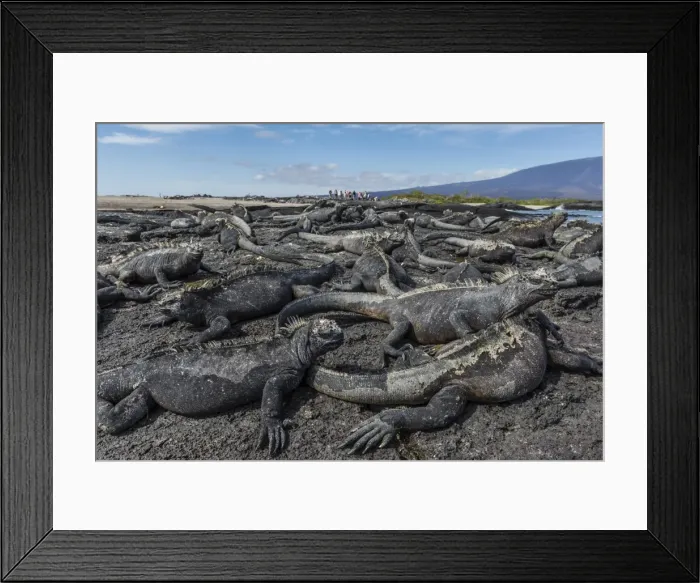 Framed Print : The endemic Galapagos marine iguana (Amblyrhynchus cristatus) basking on Fernandina Island Framed Print : The endemic Galapagos marine iguana (Amblyrhynchus cristatus) basking on Fernandina Island