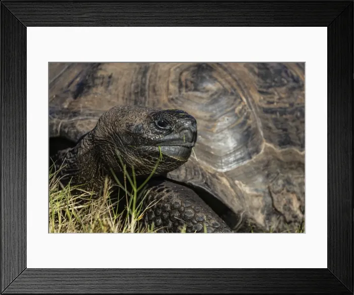 Framed Print : Wild Galapagos giant tortoise (Geochelone elephantopus), in Urbina Bay, Isabela Island Framed Print : Wild Galapagos giant tortoise (Geochelone elephantopus), in Urbina Bay, Isabela Island