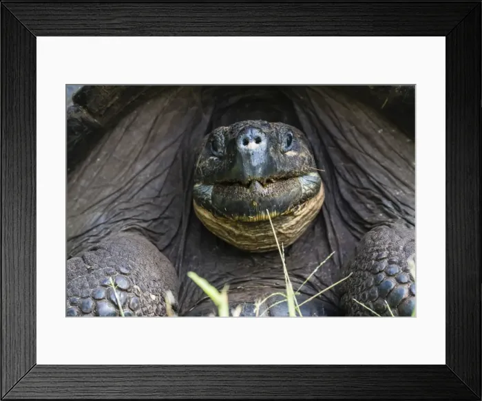 Framed Print : Wild Galapagos giant tortoise (Geochelone elephantopus), face detail, Santa Cruz Island