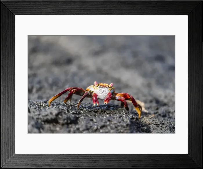 Framed Print : Adult Sally lightfoot crab (Grapsus grapsus) preparing to molt on Fernandina Island Framed Print : Adult Sally lightfoot crab (Grapsus grapsus) preparing to molt on Fernandina Island