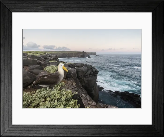 Framed Print : Adult waved albatross (Phoebastria irrorata), on Punta Suarez, Isla Espanola, Galapagos Framed Print : Adult waved albatross (Phoebastria irrorata), on Punta Suarez, Isla Espanola, Galapagos