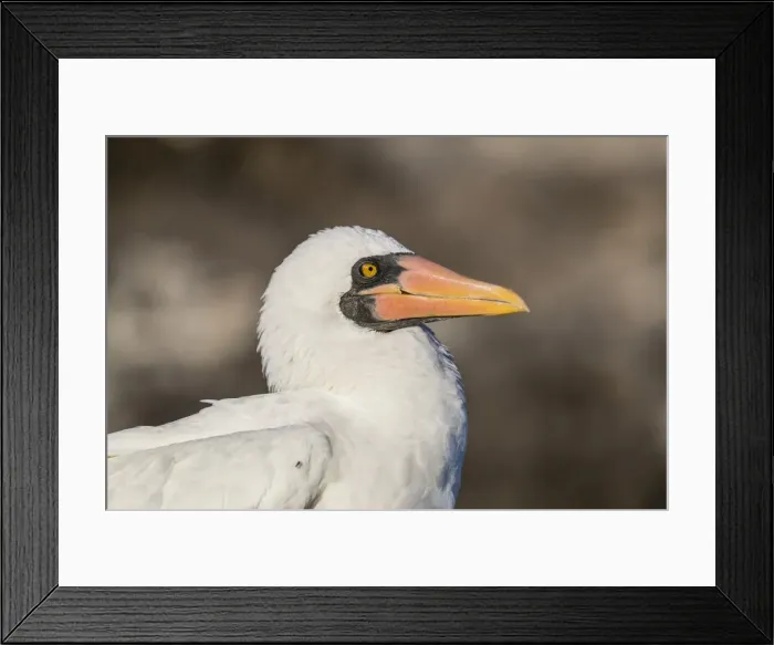 Framed Print : Adult Nazca booby (Sula granti), at Punta Suarez, Isla Espanola, Galapagos, UNESCO Framed Print : Adult Nazca booby (Sula granti), at Punta Suarez, Isla Espanola, Galapagos, UNESCO