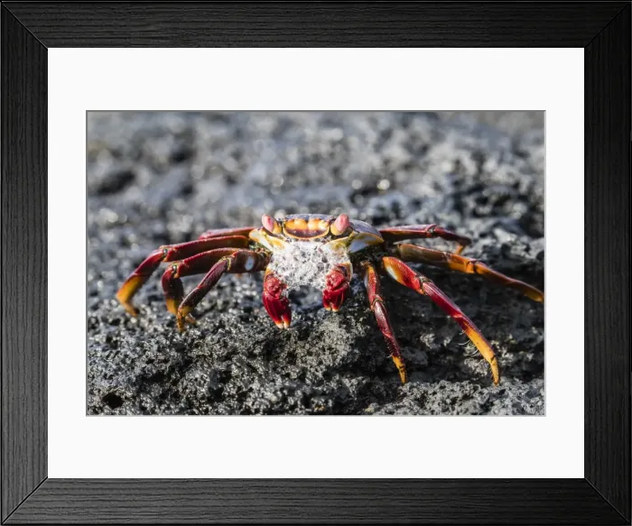 Framed Print : Adult Sally lightfoot crab (Grapsus grapsus), preparing to molt on Fernandina Island Framed Print : Adult Sally lightfoot crab (Grapsus grapsus), preparing to molt on Fernandina Island