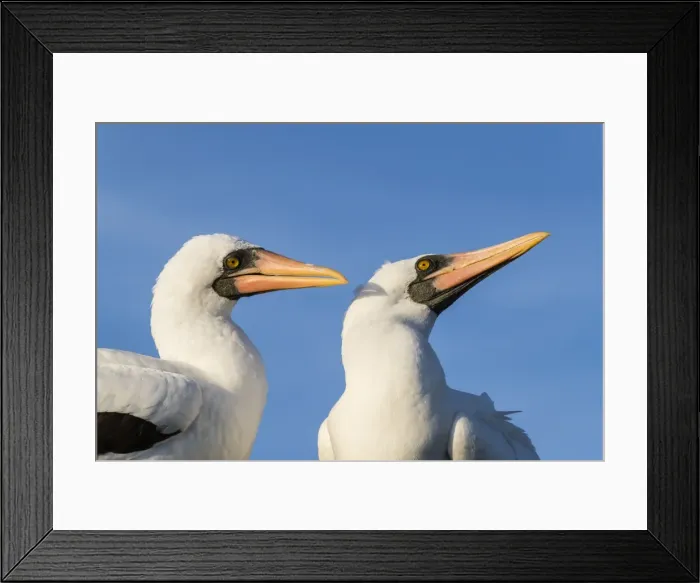 Framed Print : Nazca booby (Sula granti), pair at Punta Suarez, Isla Espanola, Galapagos, UNESCO Framed Print : Nazca booby (Sula granti), pair at Punta Suarez, Isla Espanola, Galapagos, UNESCO