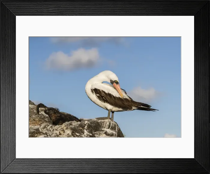 Framed Print : Adult Nazca booby (Sula granti) at Punta Suarez, Isla Espanola, Galapagos, UNESCO Framed Print : Adult Nazca booby (Sula granti) at Punta Suarez, Isla Espanola, Galapagos, UNESCO