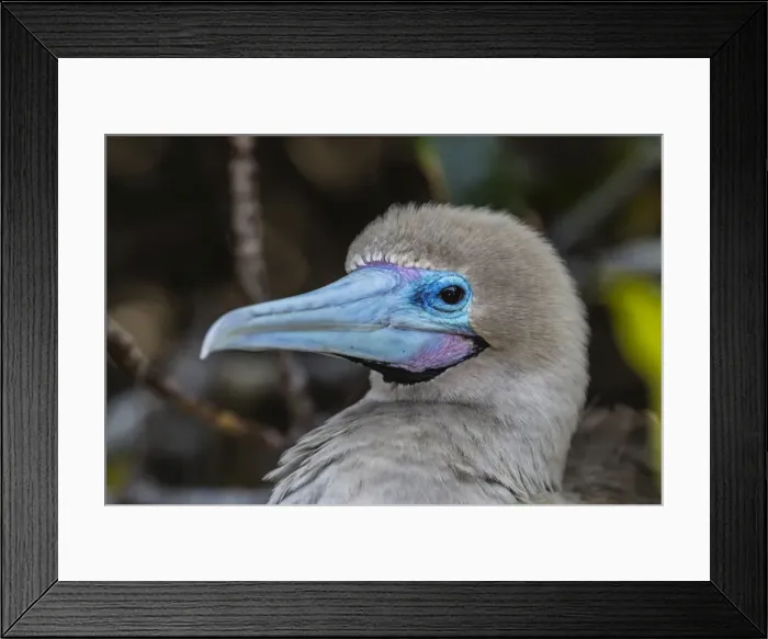 Framed Print : Adult red-footed booby (Sula sula), on Genovesa Island, Galapagos, UNESCO World Heritage Site Framed Print : Adult red-footed booby (Sula sula), on Genovesa Island, Galapagos, UNESCO World Heritage Site