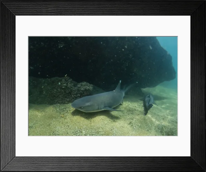 Framed Print : Whitetip reef shark (Triaenodon obesus) underwater at Sombrero Chino, Galapagos, Ecuador Framed Print : Whitetip reef shark (Triaenodon obesus) underwater at Sombrero Chino, Galapagos, Ecuador