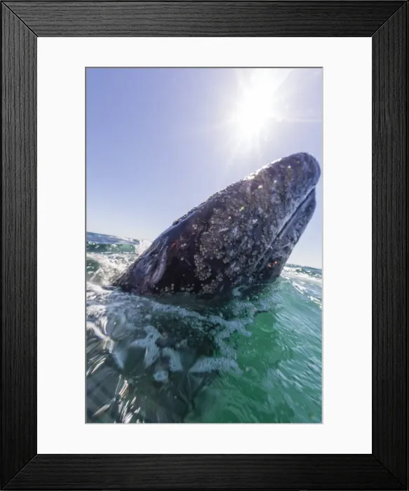Framed Print : California gray whale (Eschrichtius robustus), spy-hopping in San Ignacio Lagoon