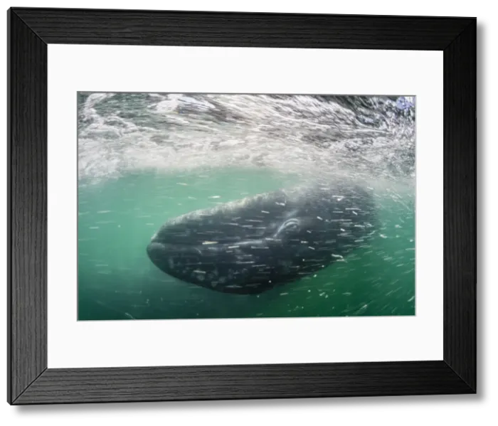 Framed Print : California gray whale calf (Eschrichtius robustus) underwater in San Ignacio Lagoon Framed Print : California gray whale calf (Eschrichtius robustus) underwater in San Ignacio Lagoon