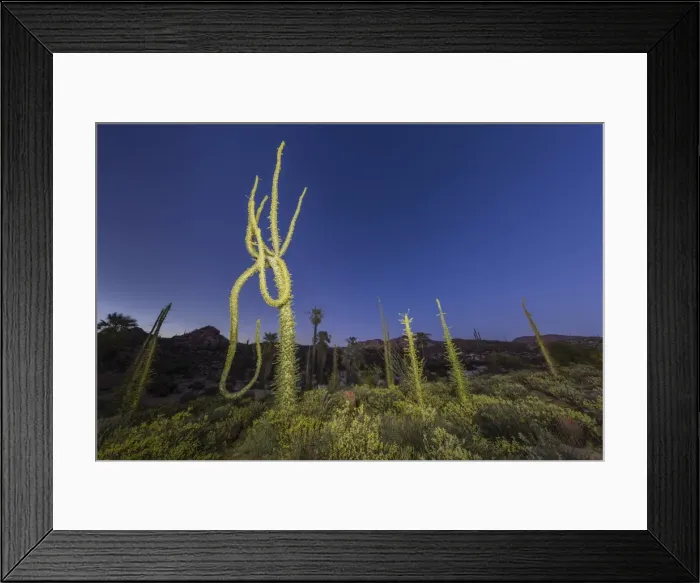 Framed Print : Boojum (Cirio) (Fouquieria columnaris) tree at sunset, Rancho Santa Inez, Baja California Framed Print : Boojum (Cirio) (Fouquieria columnaris) tree at sunset, Rancho Santa Inez, Baja California