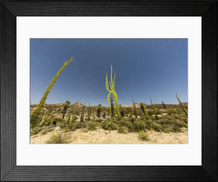 Framed Print : Boojum (Fouquieria columnaris) tree under night sky, Rancho Santa Inez, Baja California Framed Print : Boojum (Fouquieria columnaris) tree under night sky, Rancho Santa Inez, Baja California
