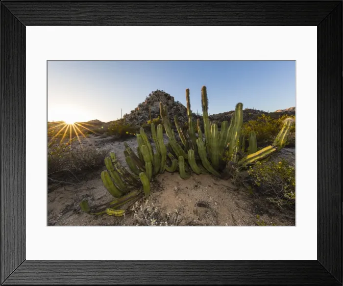 Framed Print : Open Sonoran desert at sunset near Mision de San Francisco de Borja, Baja California Framed Print : Open Sonoran desert at sunset near Mision de San Francisco de Borja, Baja California