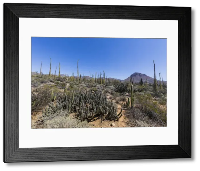 Framed Print : Open Sonoran desert near Mision de San Francisco de Borja, Baja California, Mexico