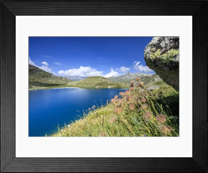Framed Print : Wild flowers on the shore of alpine lake, Leg Grevasalvas, Julierpass, Maloja, Engadine Framed Print : Wild flowers on the shore of alpine lake, Leg Grevasalvas, Julierpass, Maloja, Engadine