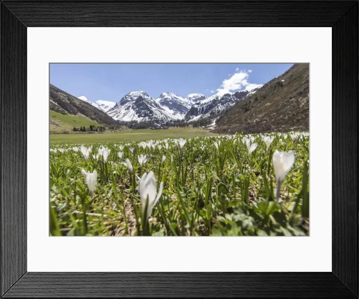 Framed Print : Close up of Crocus flowers during spring bloom, Davos, Sertig Valley, canton of Graubunden Framed Print : Close up of Crocus flowers during spring bloom, Davos, Sertig Valley, canton of Graubunden